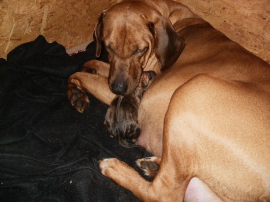 Rhodesian Ridgeback Züchter,Rhodesian Ridgeback Welpen